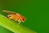 Insect Control