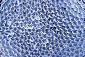 Advanced Polymers